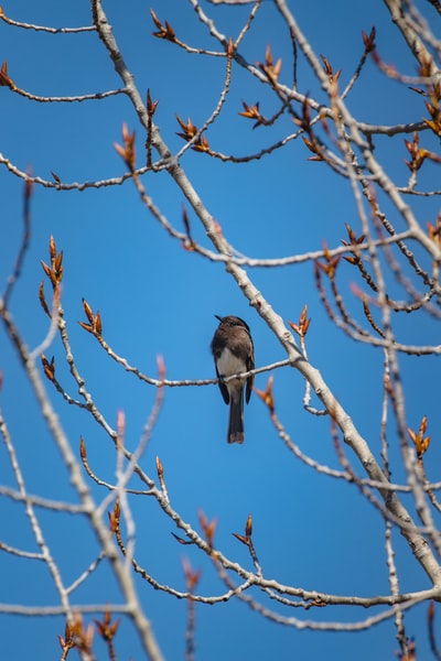 Brown branches brown bird during the day
